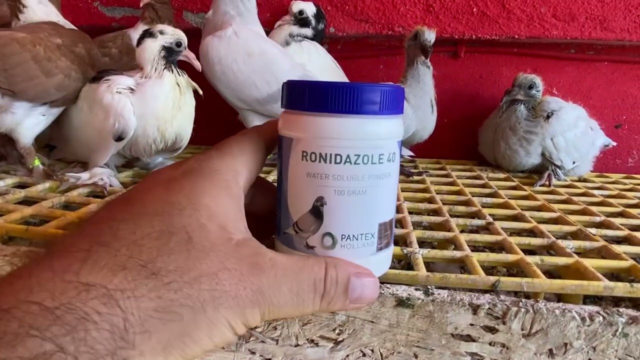 Pantex Ronidazole 40  
