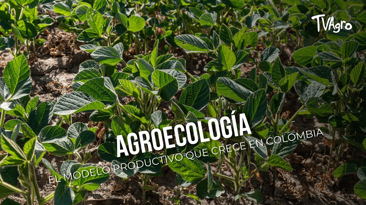 Agroecología: el modelo productivo que crece en Colombia  - TvAgro por Juan Gonzalo Angel