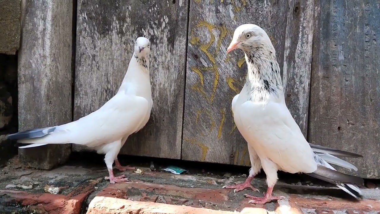 গলায় লাল 