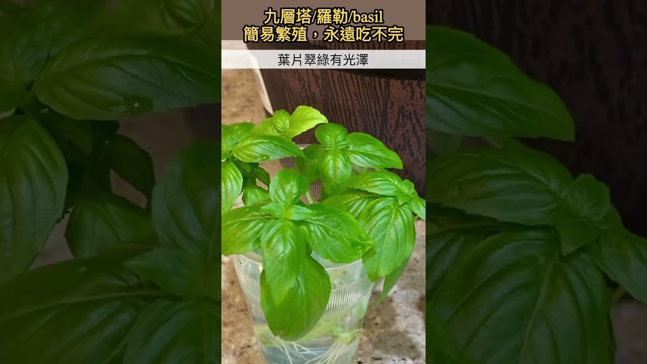 不用再買九層塔/羅勒/basil，只需兩個星期，便可以用水培方法繁殖出來 #罗勒怎么繁殖 #九層塔怎麽繁殖 #九層塔 #羅勒 #罗勒 #basil #羅勒怎麼養 #九層塔種植法 #shorts