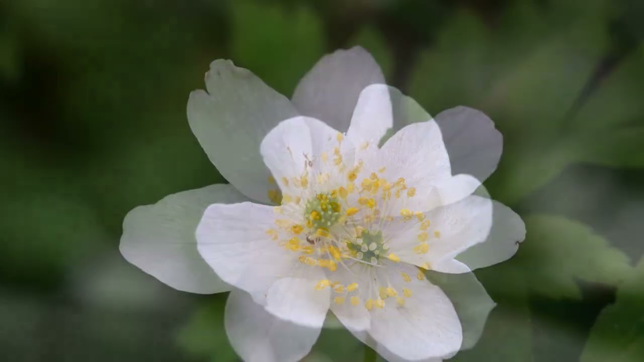 Anémone des bosquets (Anemone nemorosa) - description, apparence, exigences, culture et soins