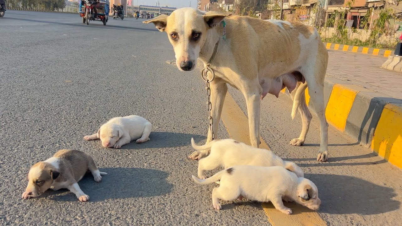 I almost ignored this dog… then i noticed she wasn't alone.