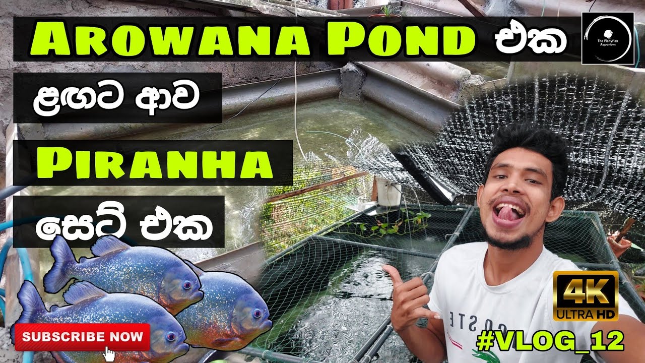 Arowana pond එක ළඟට ආපු piranha සෙට් එක - #Vlog_12 | The Fishyflex