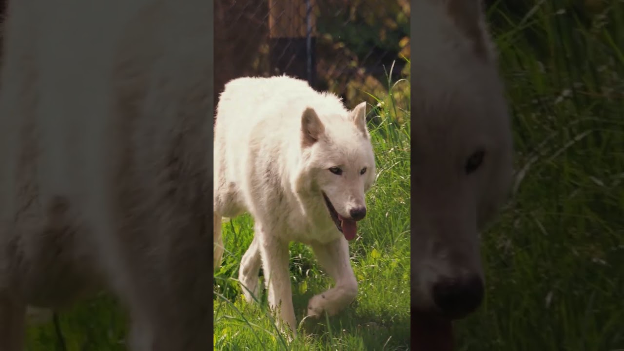 Wolf Training Session | Toledo Zoo