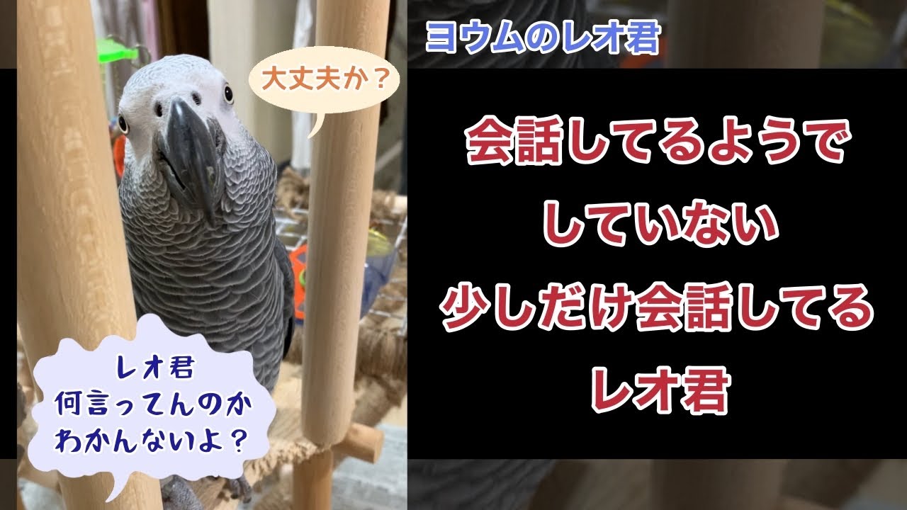 【ヨウムのレオ君】会話してるようでしていない少しだけ会話してるレオ君