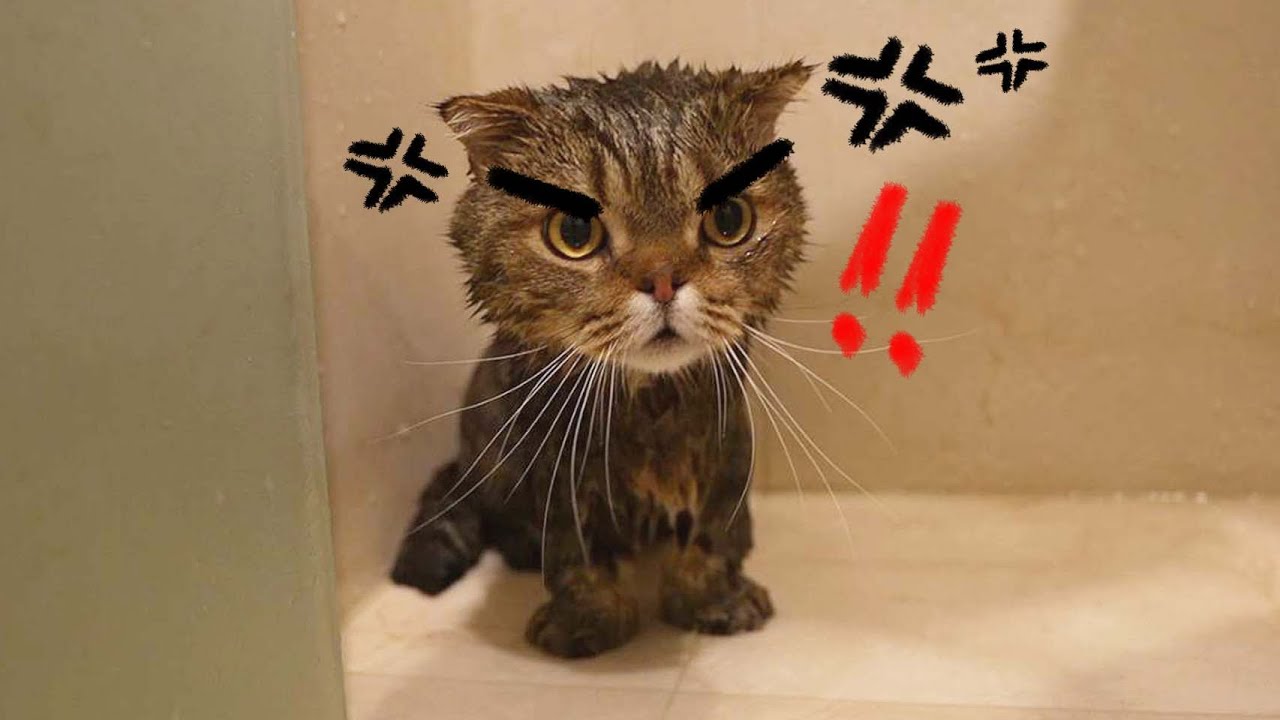 목욕시켰더니 루루가 심각하게 삐졌습니다