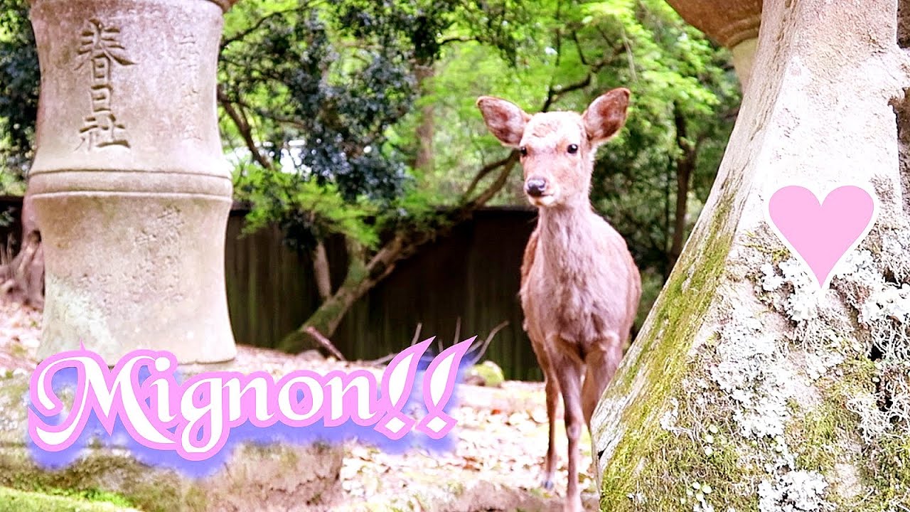 Jour 3 ➪ Nara (Japon) - Les petits mignons!