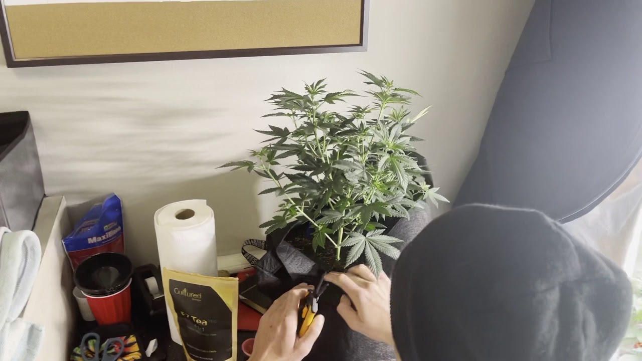 Cannabis training