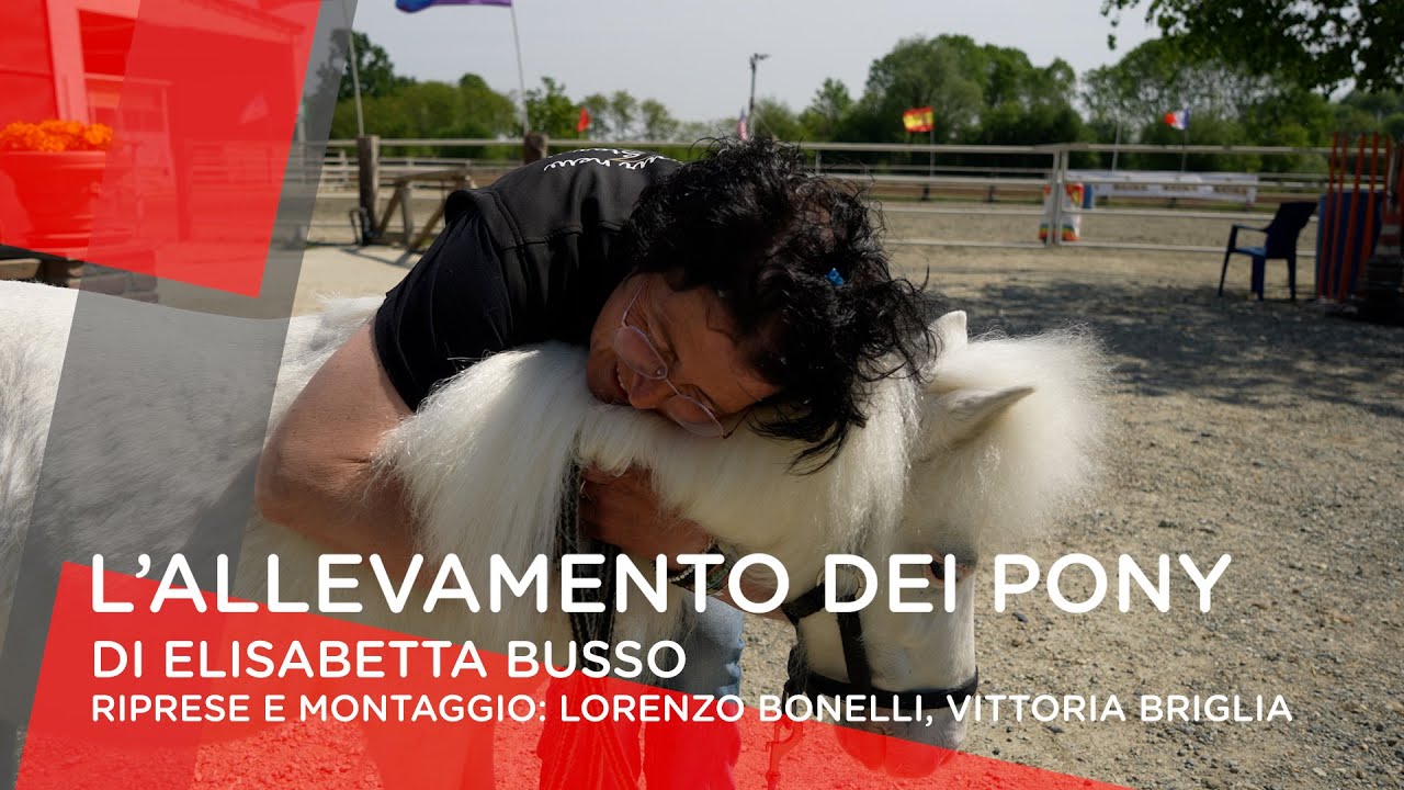 L'allevamento dei pony