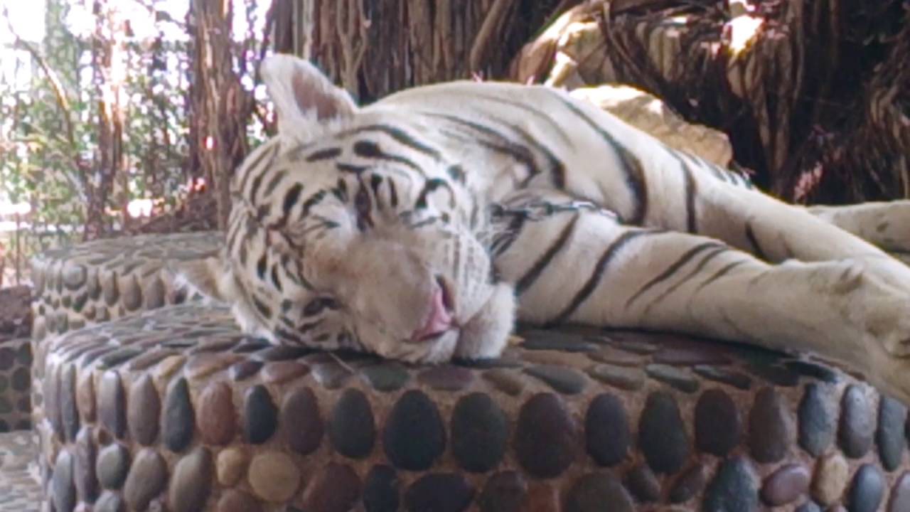 25 Aout 2016 Crocodiles Farm   Tigre Blanc assoupi