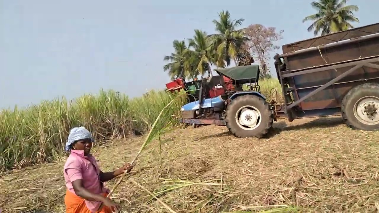 Sugarcane cutting in my fields on 15 March 2024 by Sakthi Sugars Ltd, Sivagangai.