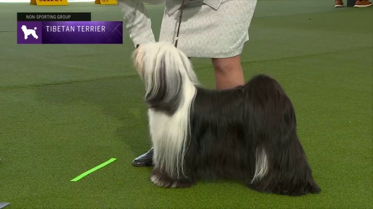 Tibetan Terriers | Breed Judging 2023