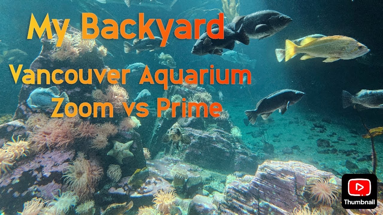 Prime vs Zoom at the Vancouver Aquarium