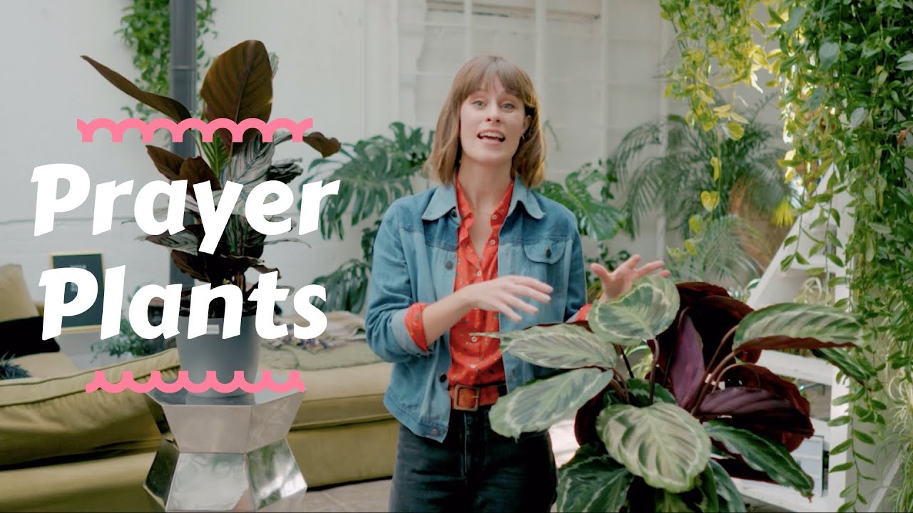 Prayer Plant - Top houseplants 💕🙏