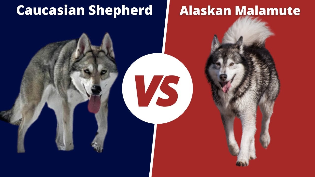 WOLFDOG BATTLE | THE SAARLOOS WOLFDOG VS ALASKAN MALAMUTE DOG