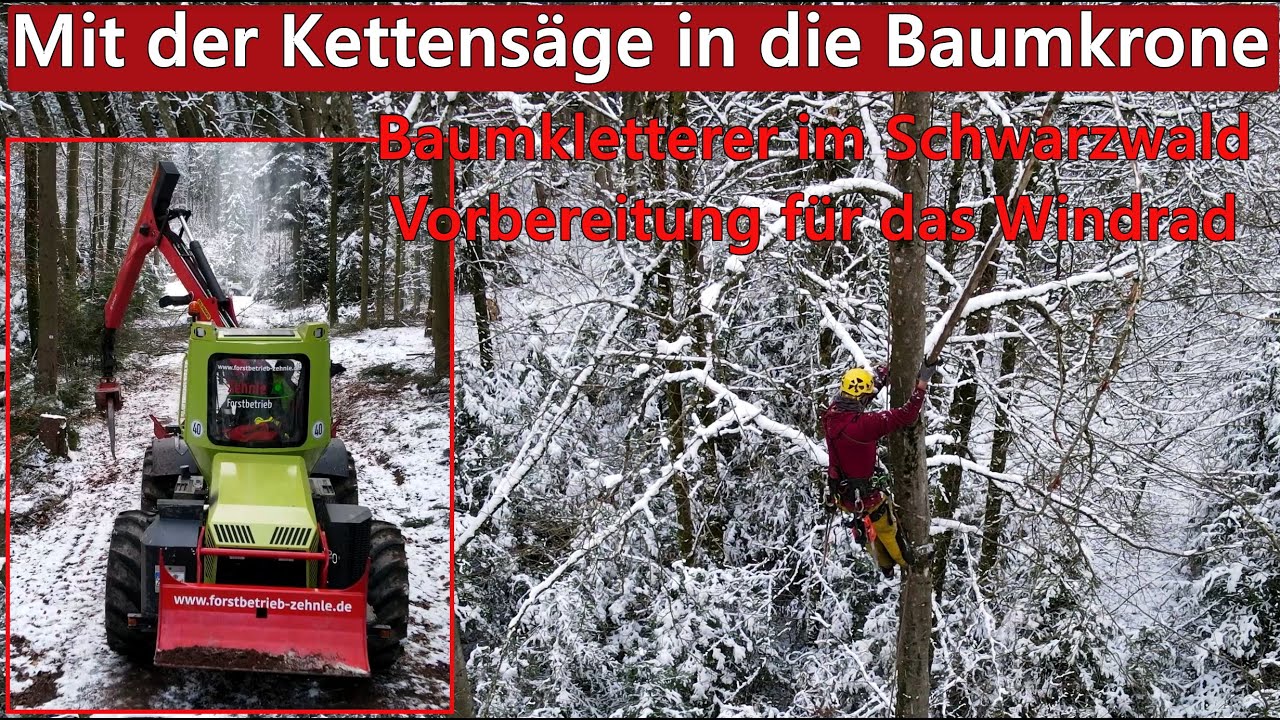 Mit der Kettens&auml;ge in die Baumkrone | Baumkletterer im Schwarzwald | Windrad | Forstbetrieb Zehnle