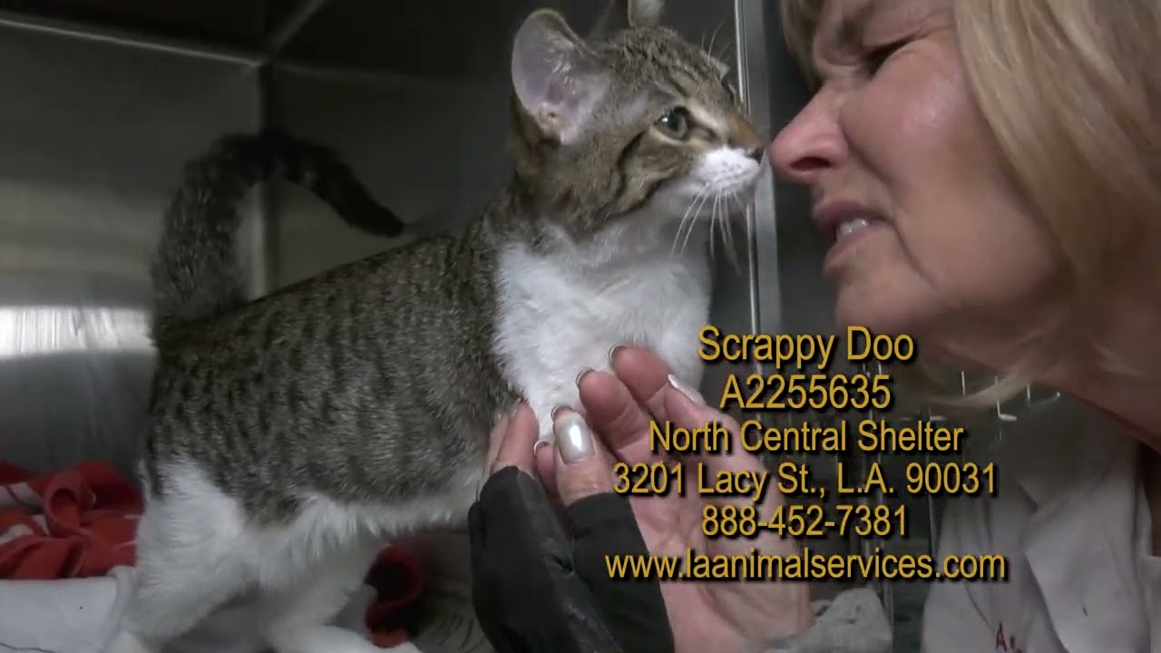 Adopt A Pet Today!  Feb 2026 part 2