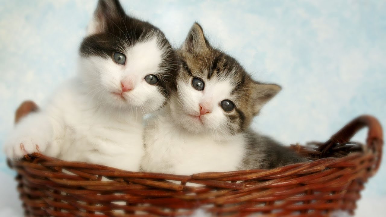 [Без рекламы] Мягкий звук арфы для стабильности кошки 😽Любимая музыка для сна кошек