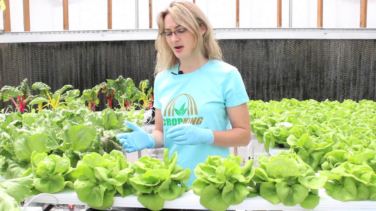 Harvesting Hydroponic Bibb Lettuce | CropKing Inc.