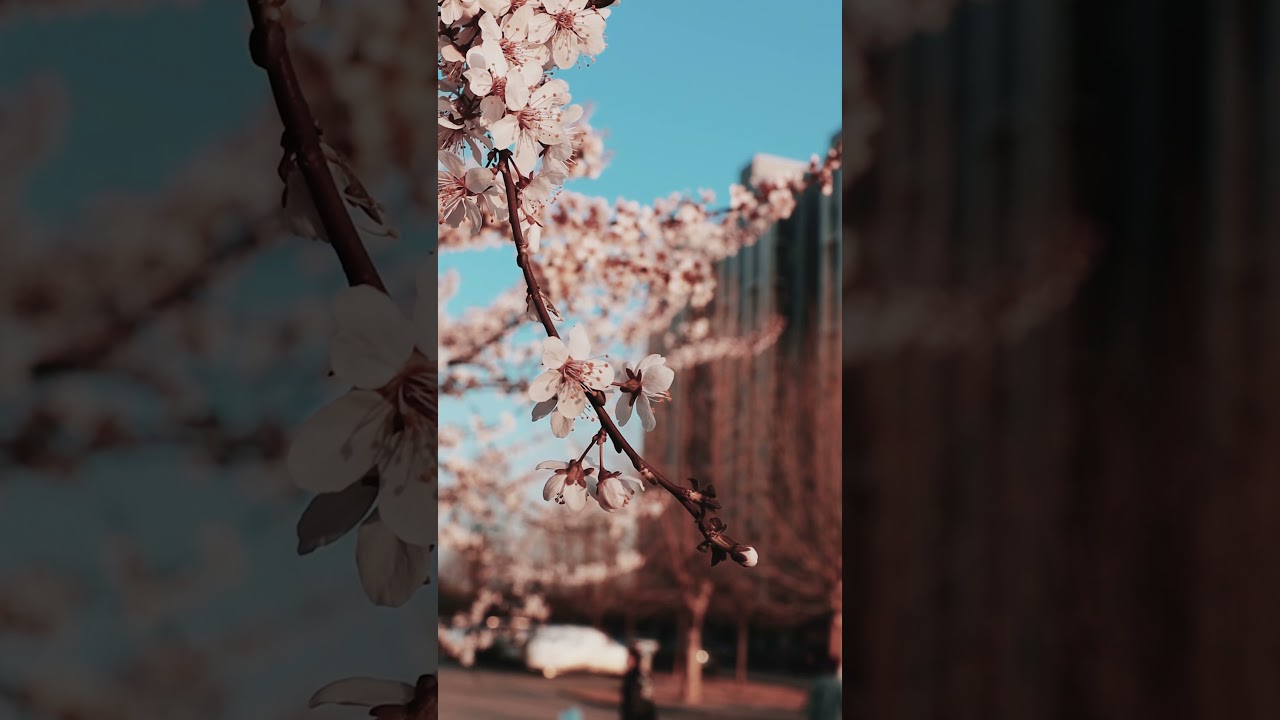 Cherry flowers blooming during spring season | Cherry flowers | 