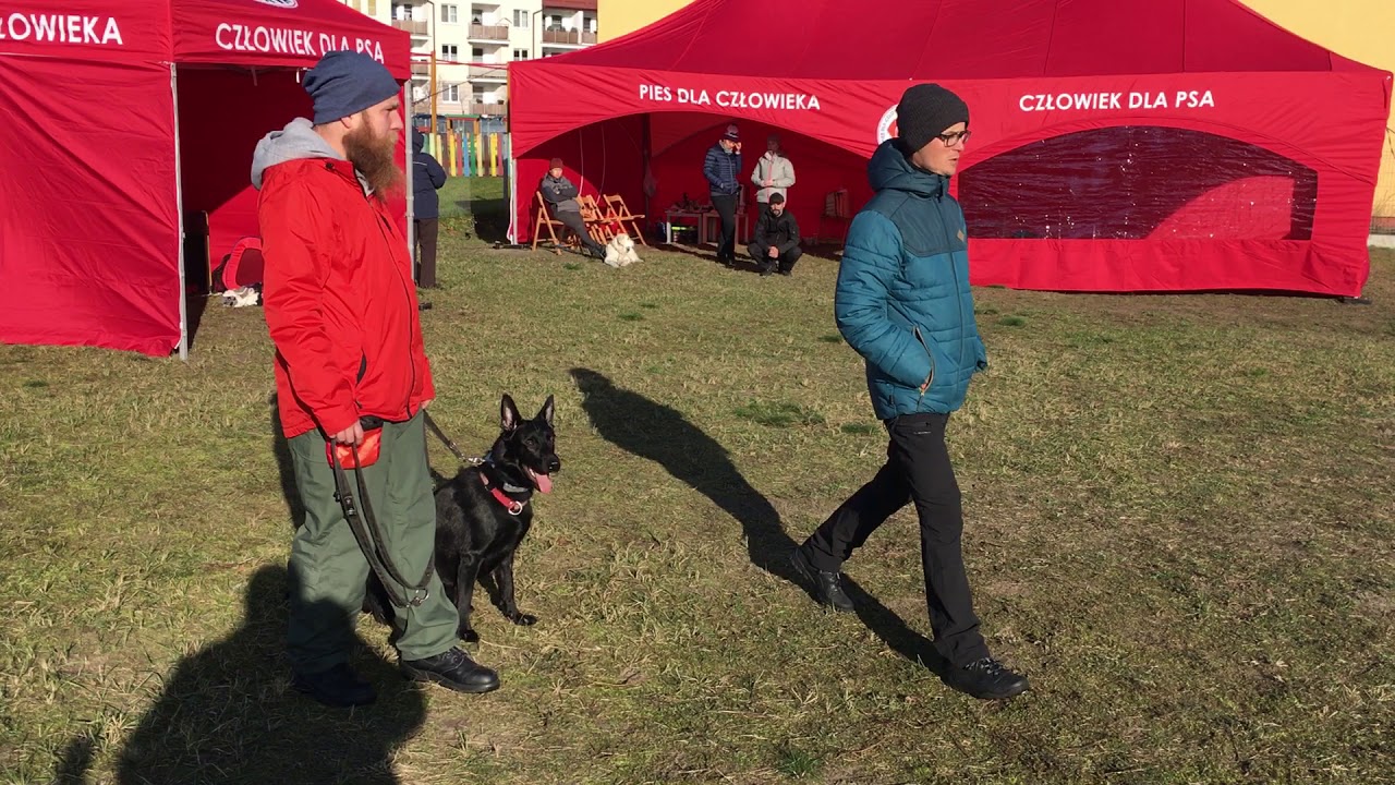 Ćwiczenie opanowania i chodzenia przy nodze Tajgi