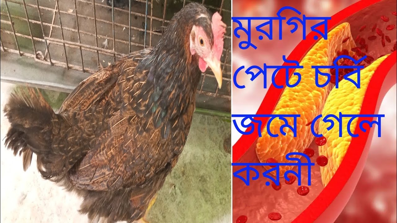মুরগির পেটে তৈল জমে গেলে ডিম পারেনা।মুরগি ডিম না পারার কারন।চর্বি হওয়া মুরগি ডিম পারার উপায়।