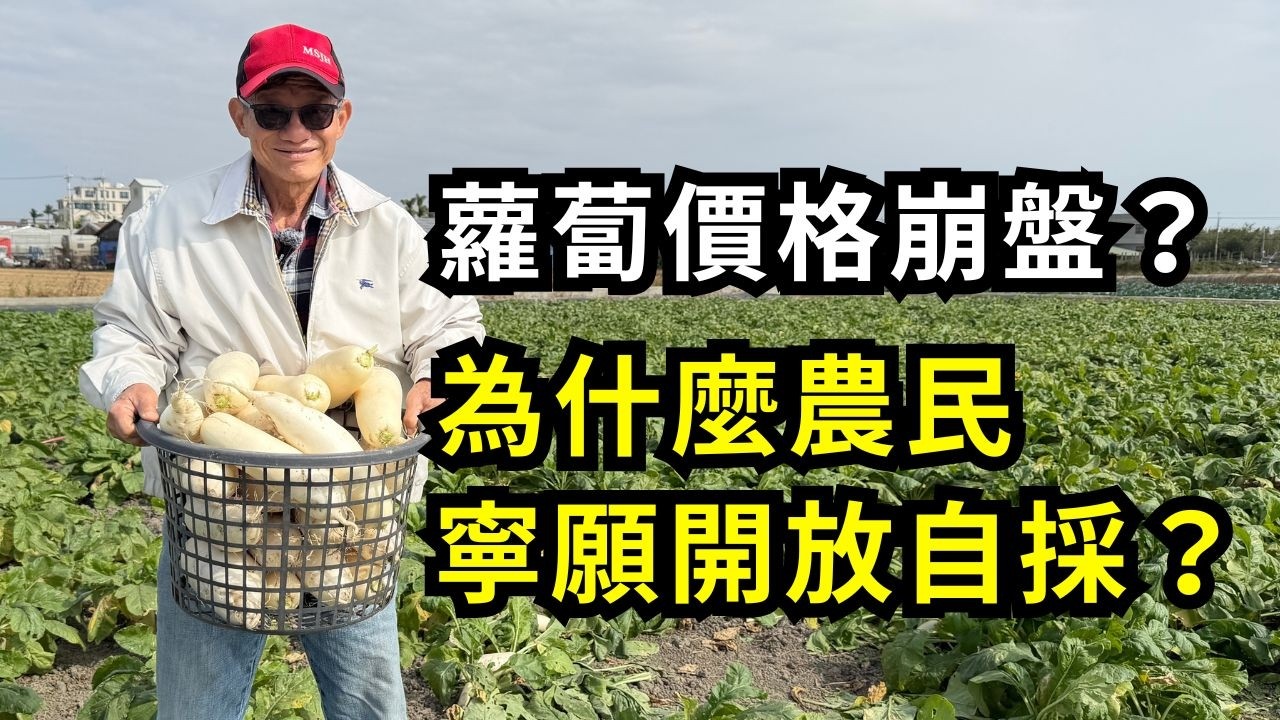 白蘿蔔自採超便宜！一天拔光四分地蘿蔔！為什麼農民寧願開放自採也不送行口？很多人南下拔蘿蔔是為了體驗還是送人呢？| 阿星種植