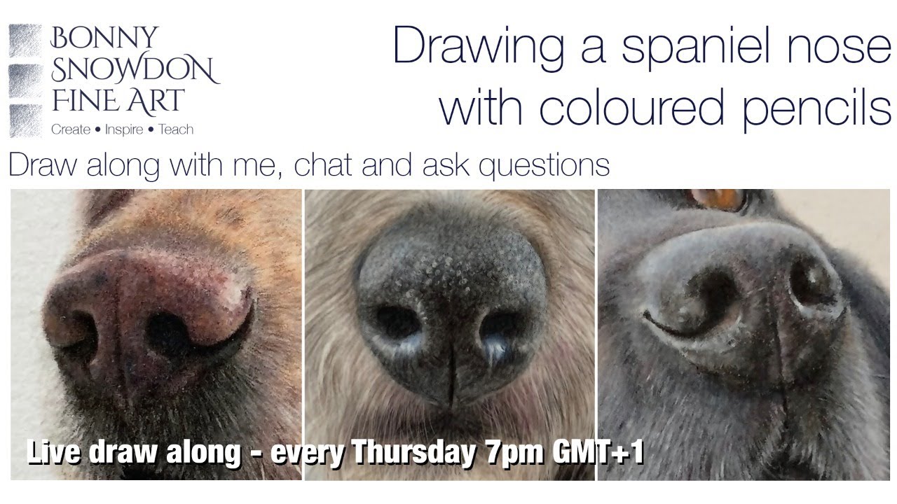 Live Draw Along | Drawing a Spaniel Nose on Pastelmat