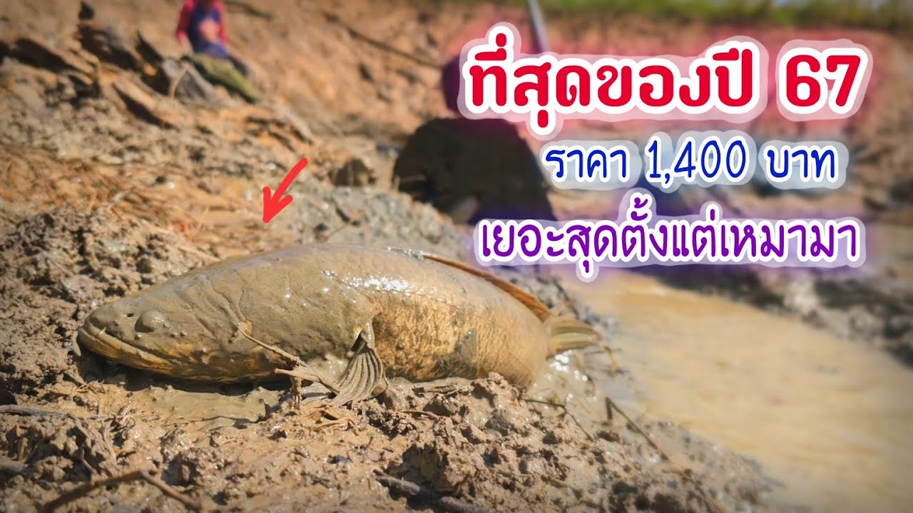 ยกให้เป็นที่ 1 ของปี 67 สระที่ปลาช่อนใหญ่เยอะที่สุดตั้งแต่เหมาสระมา