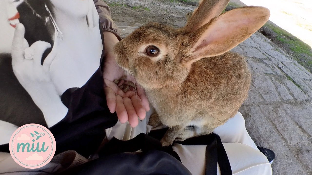 【うさぎ島】500羽のもふもふ天国！女子ひとり旅で大久野島を満喫🐰日本唯一