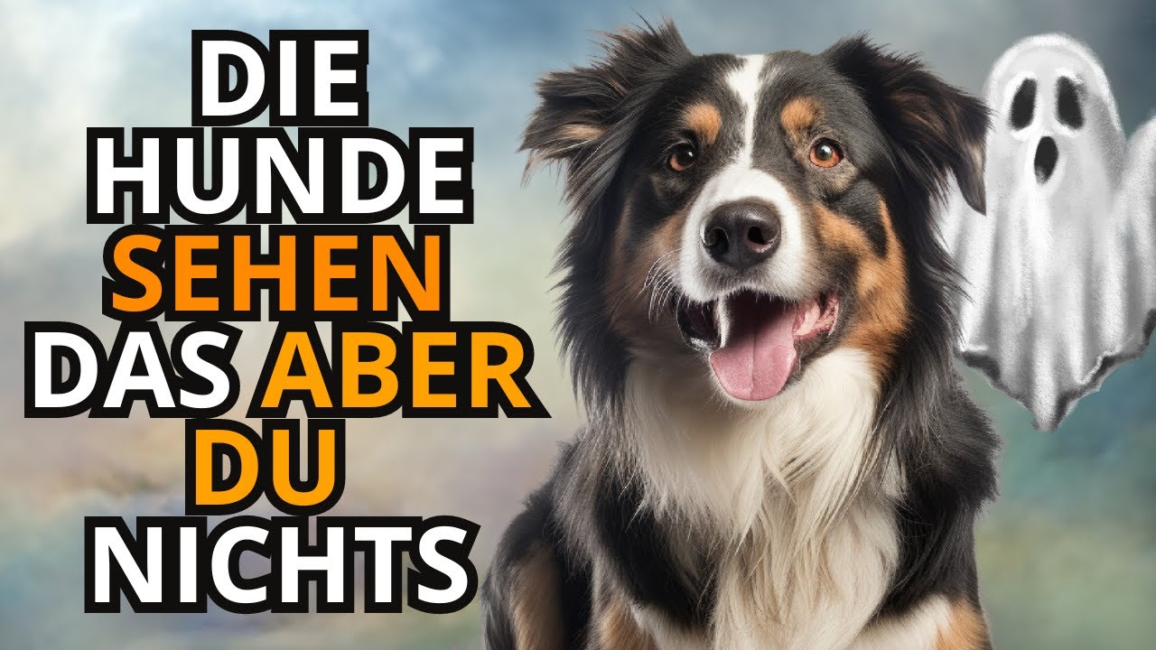 12 Dinge, die Ihr Hund sehen kann, Sie aber nicht | Tierische Spiritualität