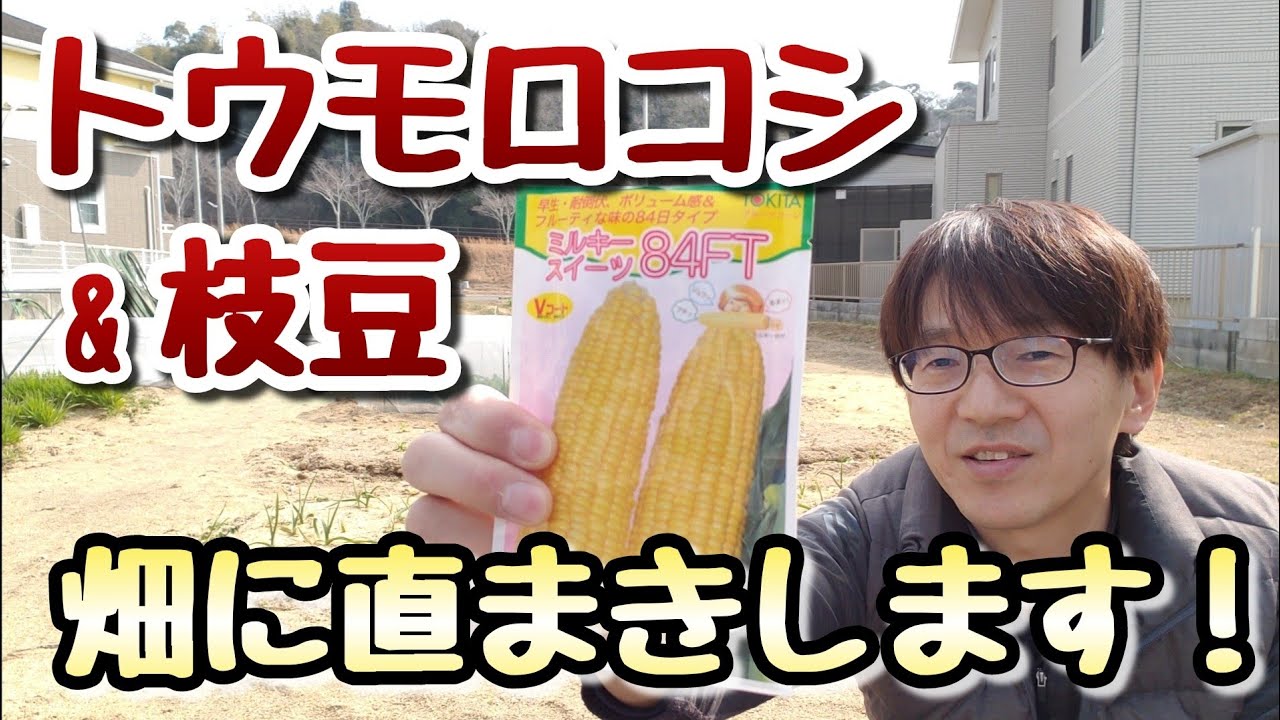 【トウモロコシと枝豆】2月に直まきする時のポイント