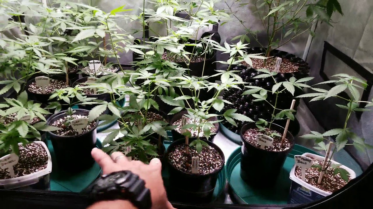 Ygrow series update! Check out the growth!