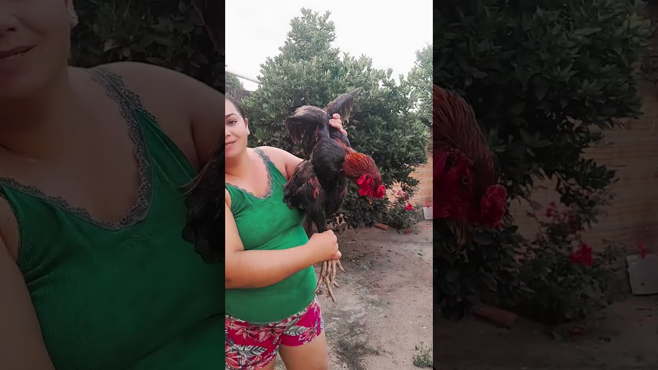 frango caipira da raça do índio gigante