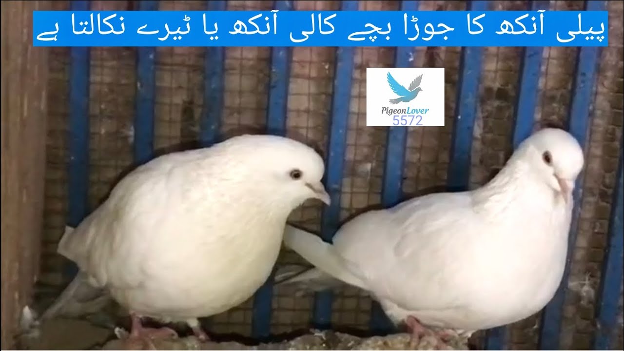 پیلی آنکھ کا جوڑا | بچے کالے یا نیلے نکالے گا؟ | Pigeon Breeding #Piegeon