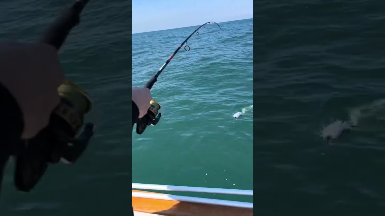 Une magnifique dorade corifène 🎣🐠 