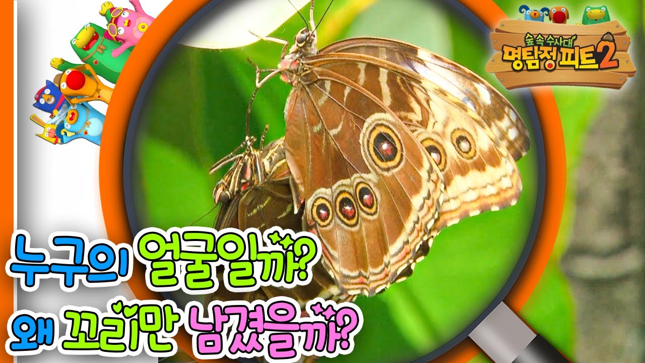 [EBS놀이터] 명탐정 피트2🔎｜누구의 얼굴일까?｜왜 꼬리만 남겼을까?｜숲 속 수사대｜동물｜식물｜곤충｜애니메이션