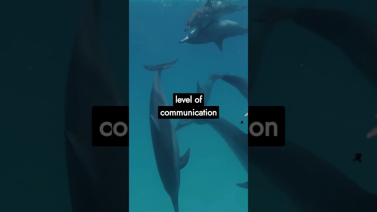 The Hidden Language of Dolphins: Unraveling Aquatic Conversations | Bizarre and Beautiful