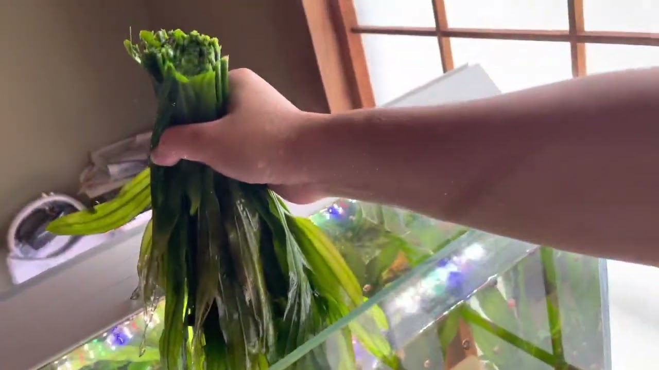 エキノドルスの管理