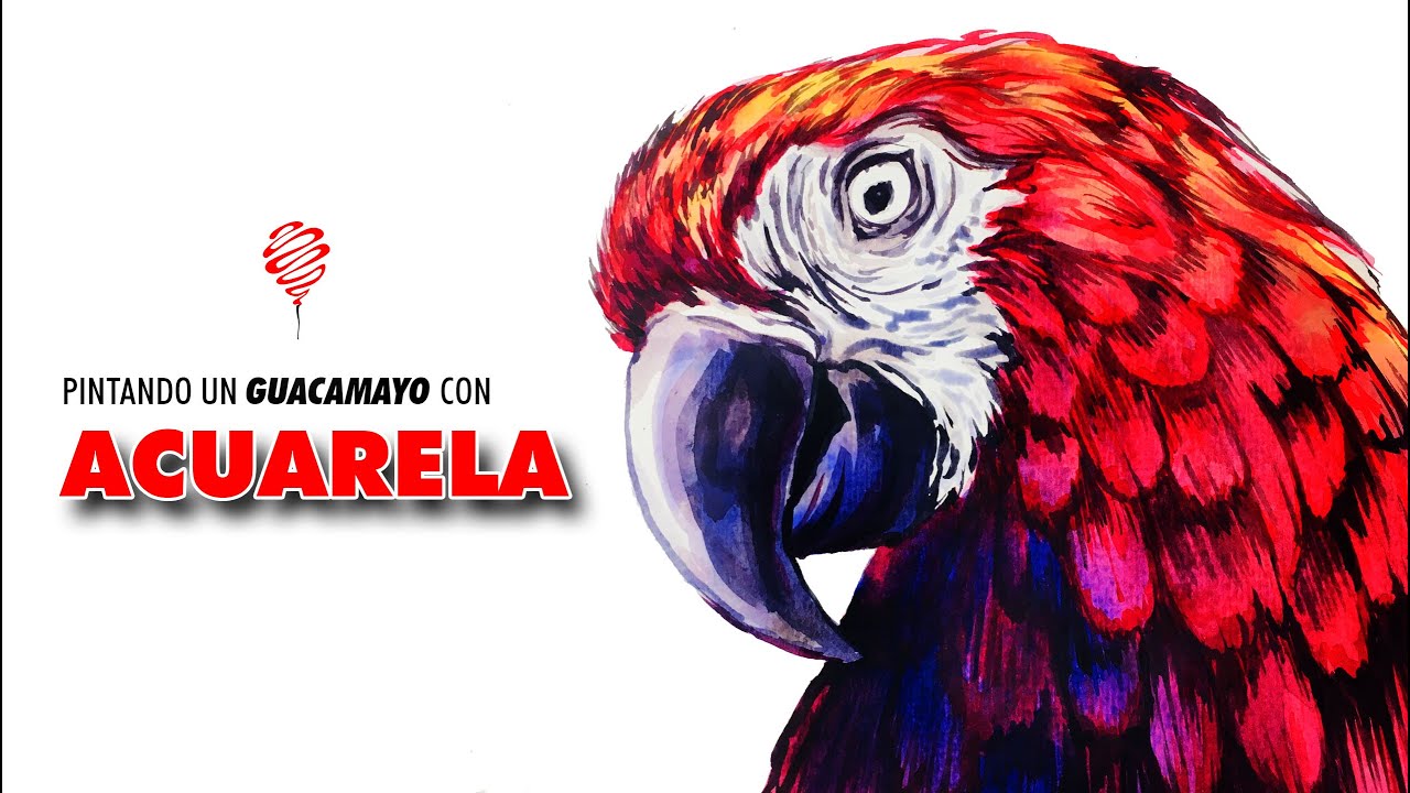 Pintando un Guacamayo con ACUARELA / Painting a Macaw with WATERCOLOR