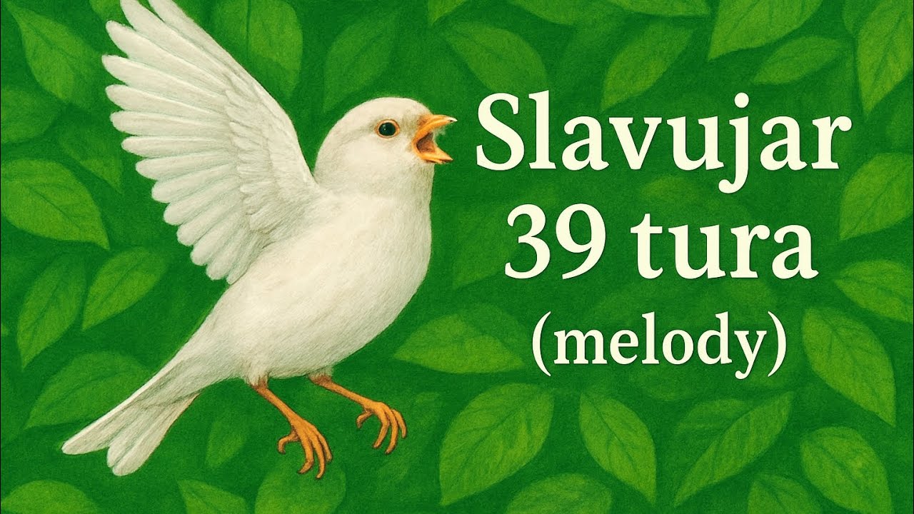 Kanarinac Slavujar peva 39 tura