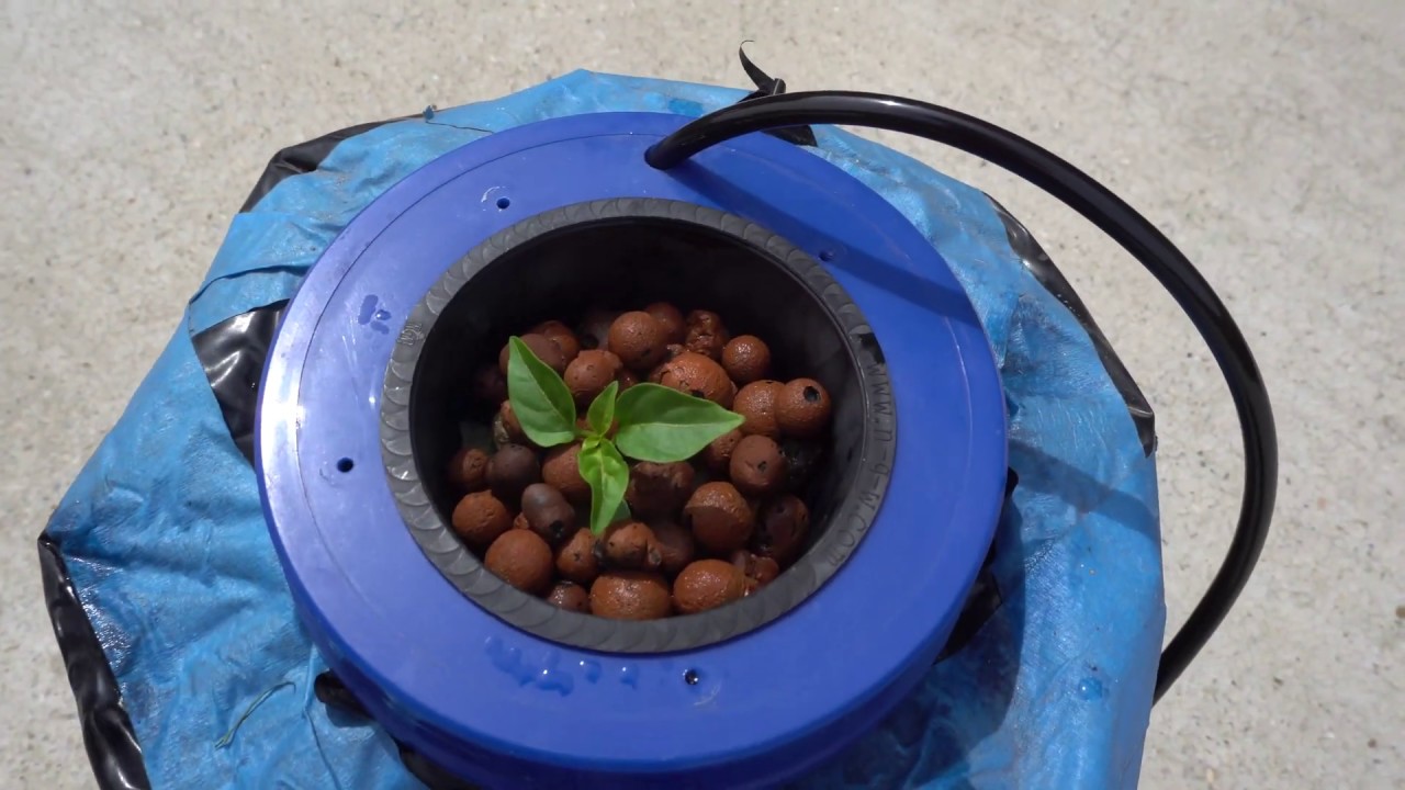 Solar Powered DWC Hydroponic For Growing Peppers
