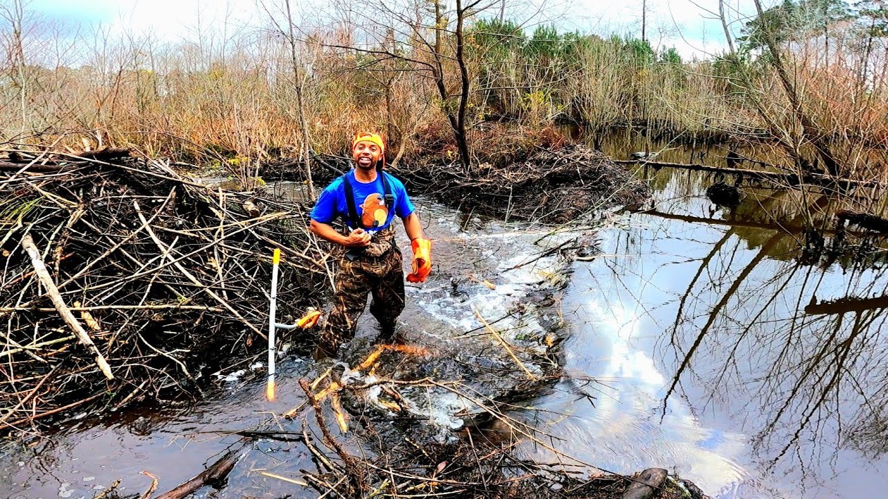 Возможно, пришло время ставить ловушки! 🤣 || УДАЛЕНИЕ БОБРОВОЙ ПЛОТИНЫ В ГЕЙТОР-КРИК! СЕЗОН 4, ЭП...