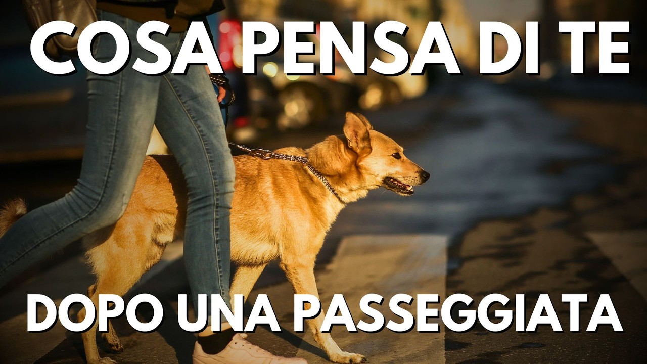 Cosa pensa il cane di te dopo una passeggiata?