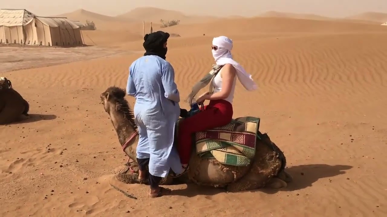 Camel standing up, like a Citro&euml;n DS