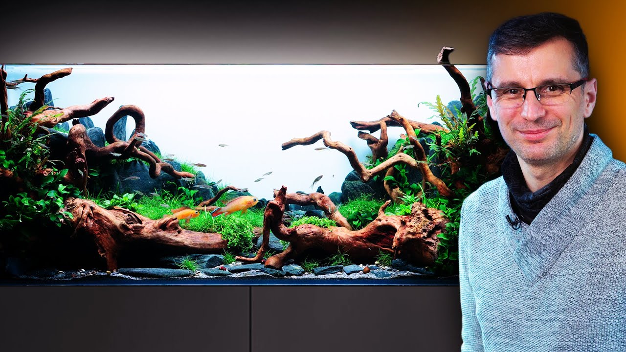 Dwarf CICHLID Aquarium Inspired By A Contest WINNING Work | 120P Planted Tank