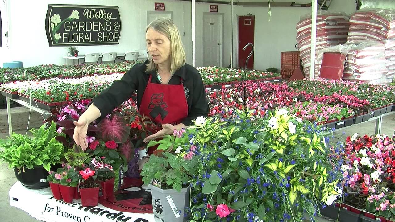 Made in the Shade- What flowers are best for the shade by Hardy Boy Plant