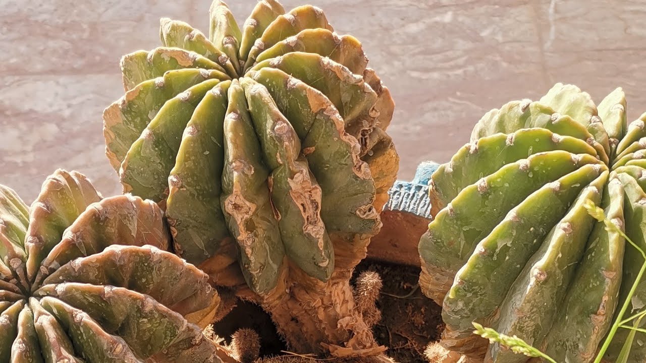 Beautiful Cactus Plant Growth | Natural Pot Garden
