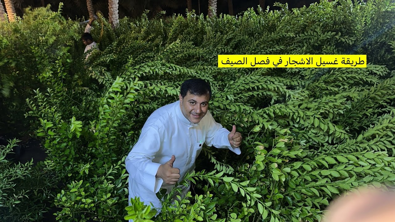 طريقة غسيل الأشجار المثمرة داخل مزرعة الليمون الحساوي
