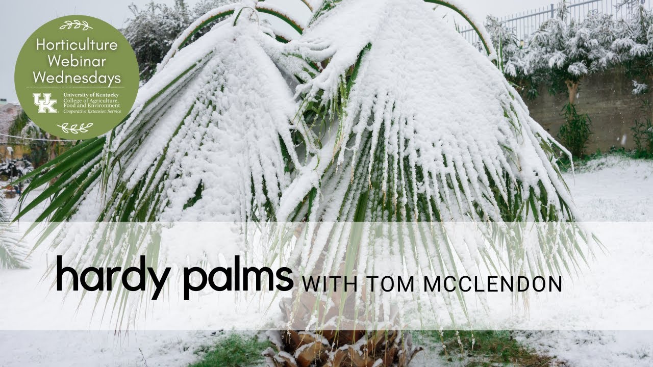 Hardy Palms